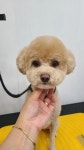 순지 애견미용샵
