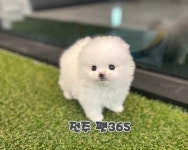 펫365 강아지분양 고양이분양 전주백제로점