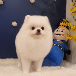 개똥이와야옹이