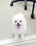 뽀독 시흥정왕점