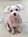 모모펫살롱