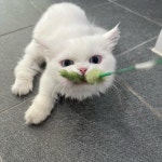 봄동살롱 고양이미용실