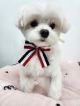 체인지펫미용