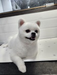 이쁘댕