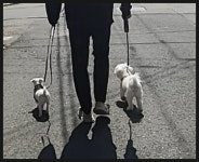 드림 반려견교육센터