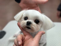 동탄에이스애견미용학원