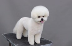 윤형석애견미용학원