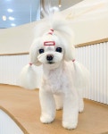 320펫살롱