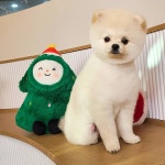 320펫살롱