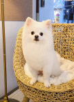 320펫살롱