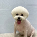 강남동물병원
