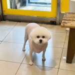 강남동물병원