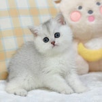 일산고양이분양&미용 반하나캣