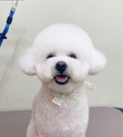 도그인그레이