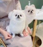 퍼피블랑