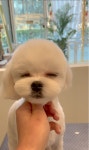 퍼피블랑