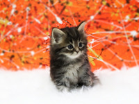 광주강아지분양 고양이분양 미유펫 광주본점