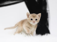 광주강아지분양 고양이분양 미유펫 광주본점