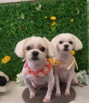 면목독 애견미용실