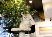 광주강아지분양 고양이분양 미유펫 광주본점