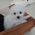 펫스티발