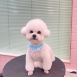 꼬망망 애견미용실