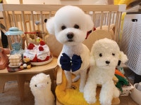 펫지살롱
