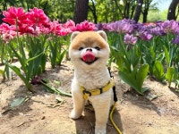 나인페츠 서울숲점