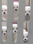 이쁘개