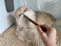 묘성급호텔