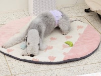 퍼에버그루밍