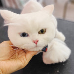 애니멀즈 대전점