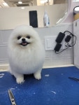모모이펫