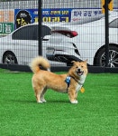 아이러브마이독