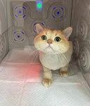 고양이미용 봄날냥
