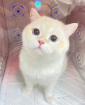 고양이미용 봄날냥