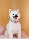 황언니펫살롱