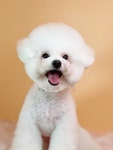 황언니펫살롱