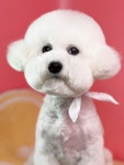 황언니펫살롱