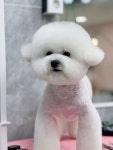 황언니펫살롱