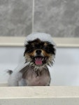 황언니펫살롱