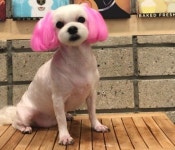 하이펫츠