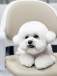 황언니펫살롱