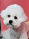 황언니펫살롱