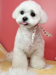 황언니펫살롱