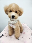 체인지펫미용