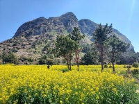 산방산유채꽃명소