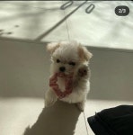 다나은동물병원