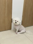 아띠멍 애견미용