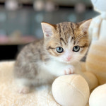 해피캣타운 고양이강아지 서울충무로점